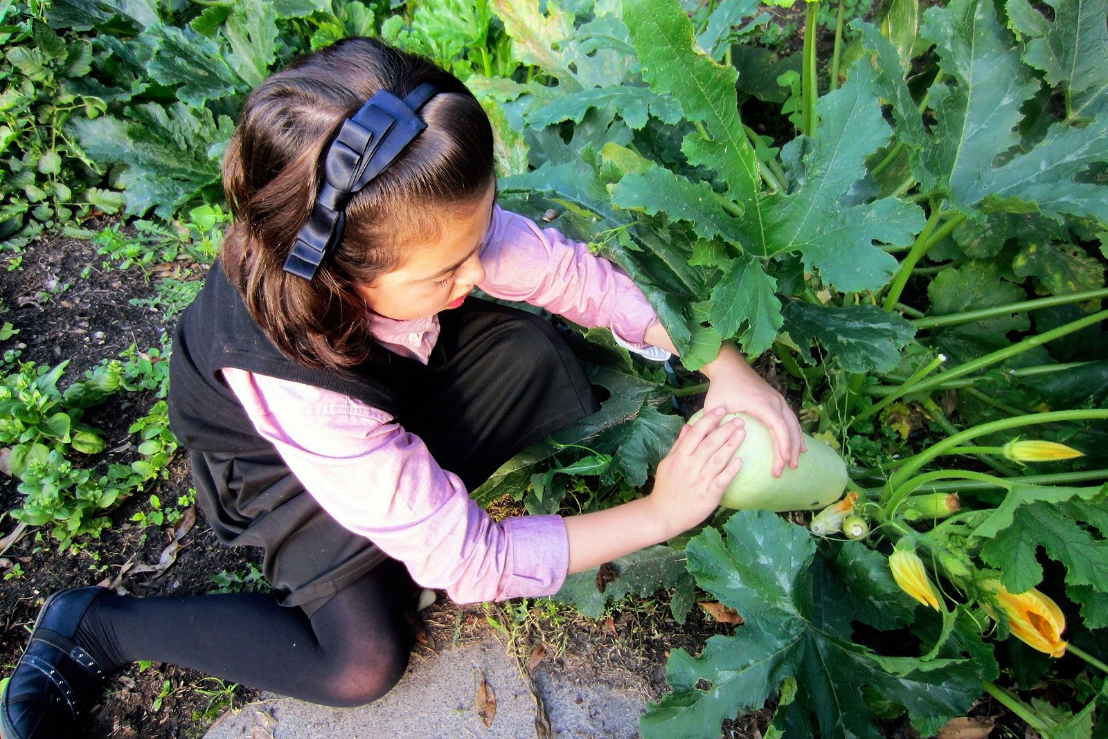 young girl picking courgette