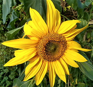 sunflower